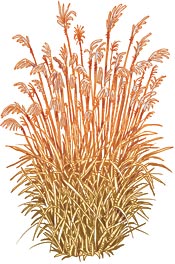 Graziella Maiden Grass